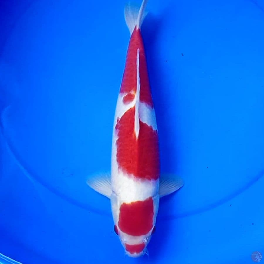 38cm MARUTEN KOHAKU ORIGINAL HQ