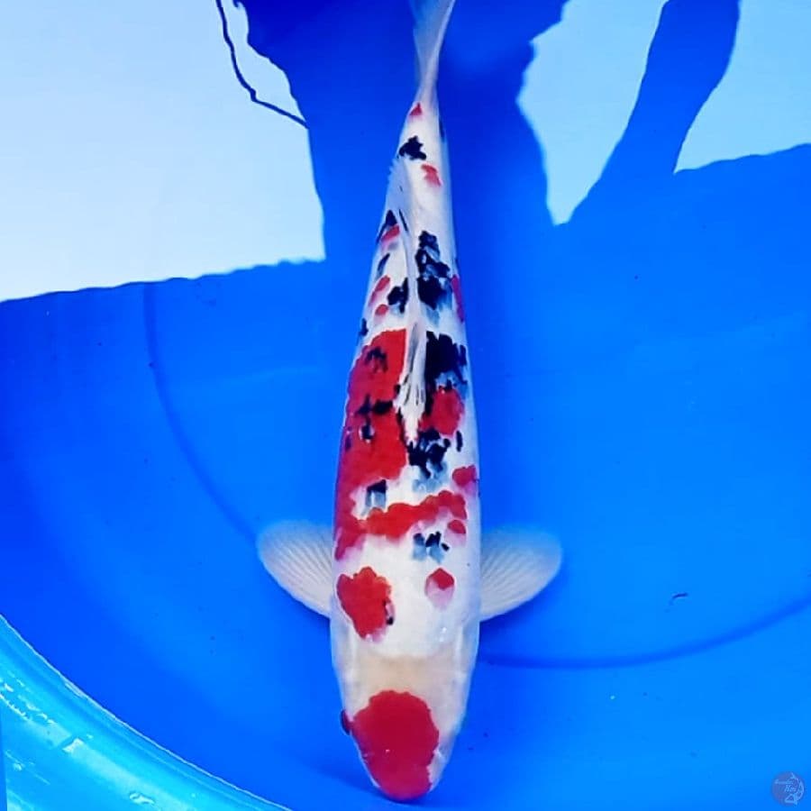 43cm SANKE SAKURA BODY RUDAL