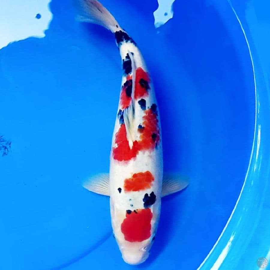 41cm ORI MARUTEN SANKE SAKURA 