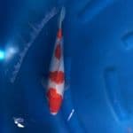 KOHAKU CANTIK - F29cm
