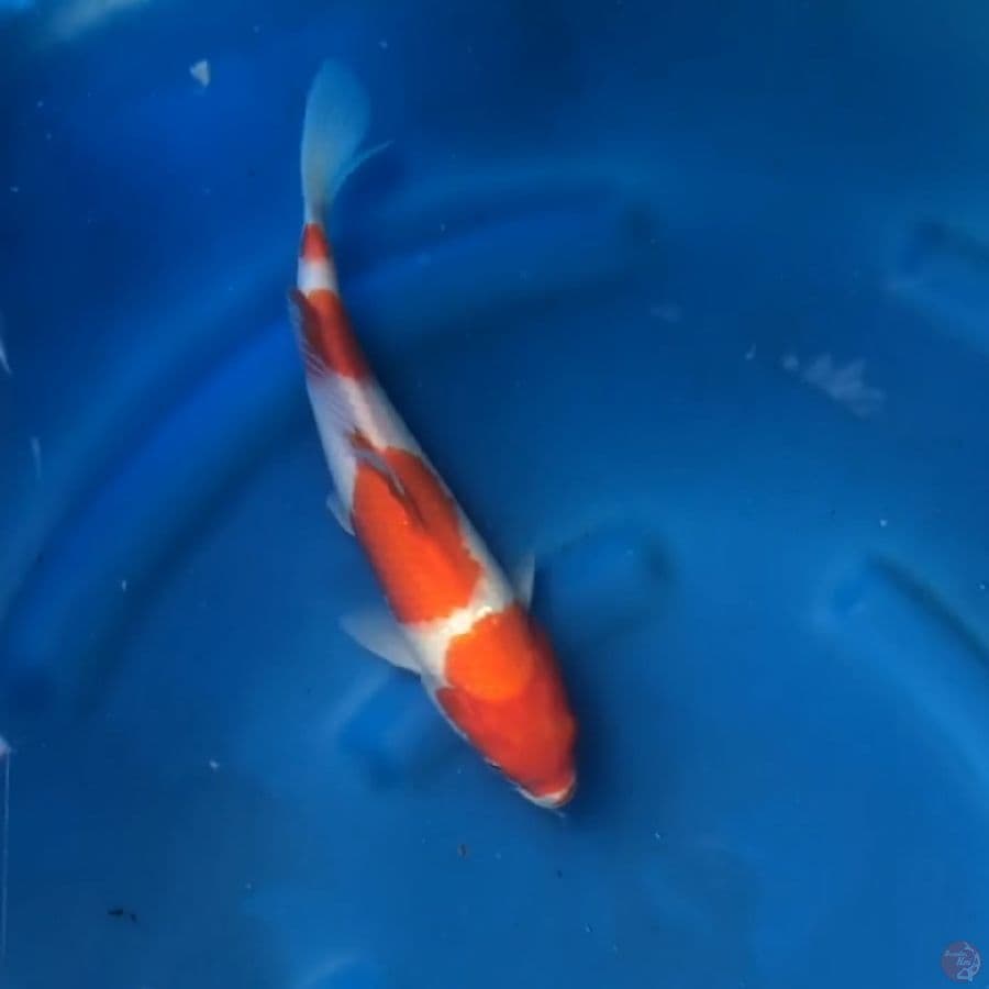 KOHAKU - F30cm