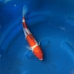KOHAKU - F30cm