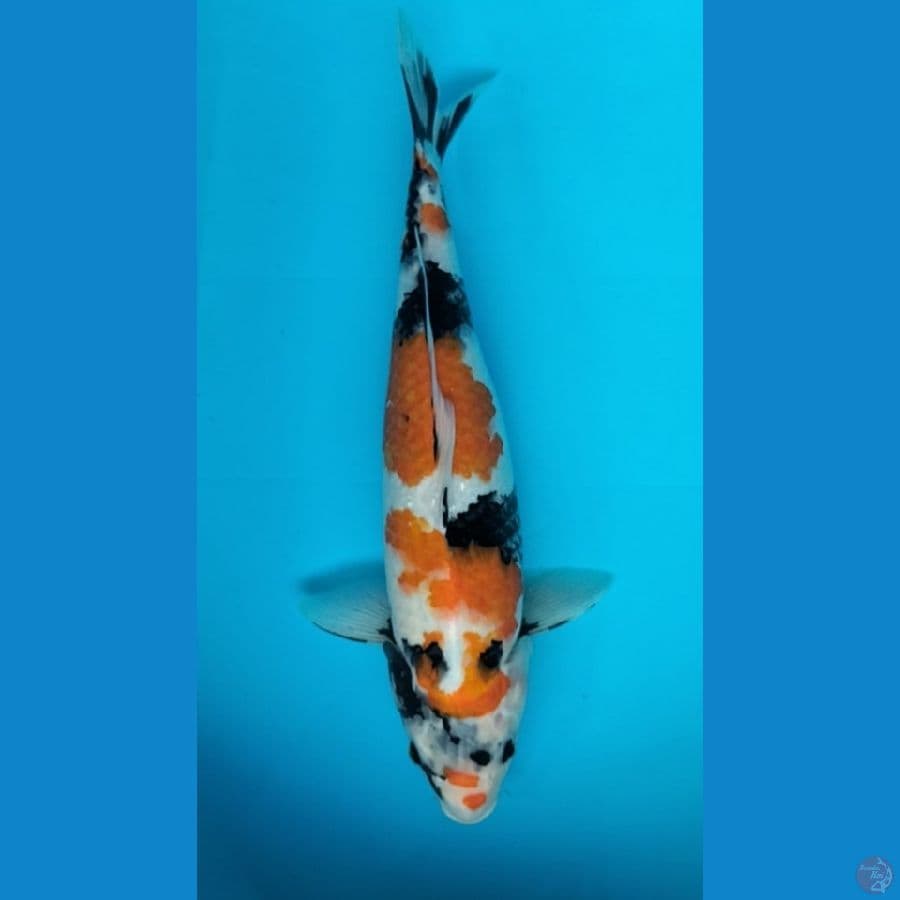 showa 42cm F