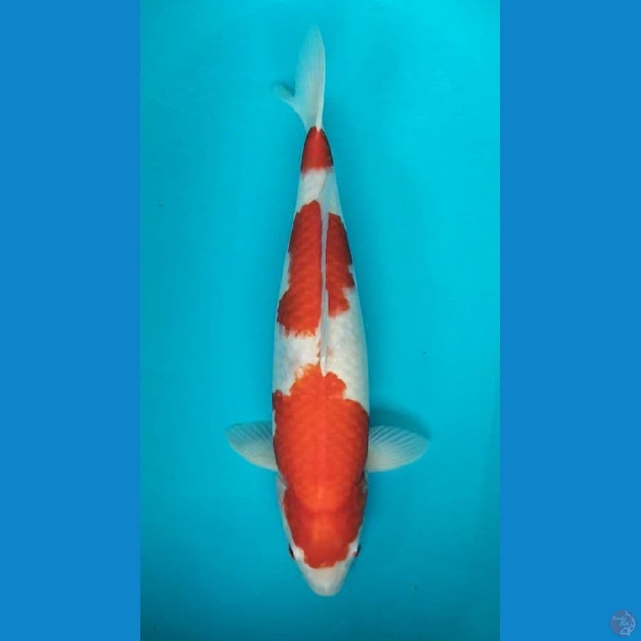 Kohaku 46cm