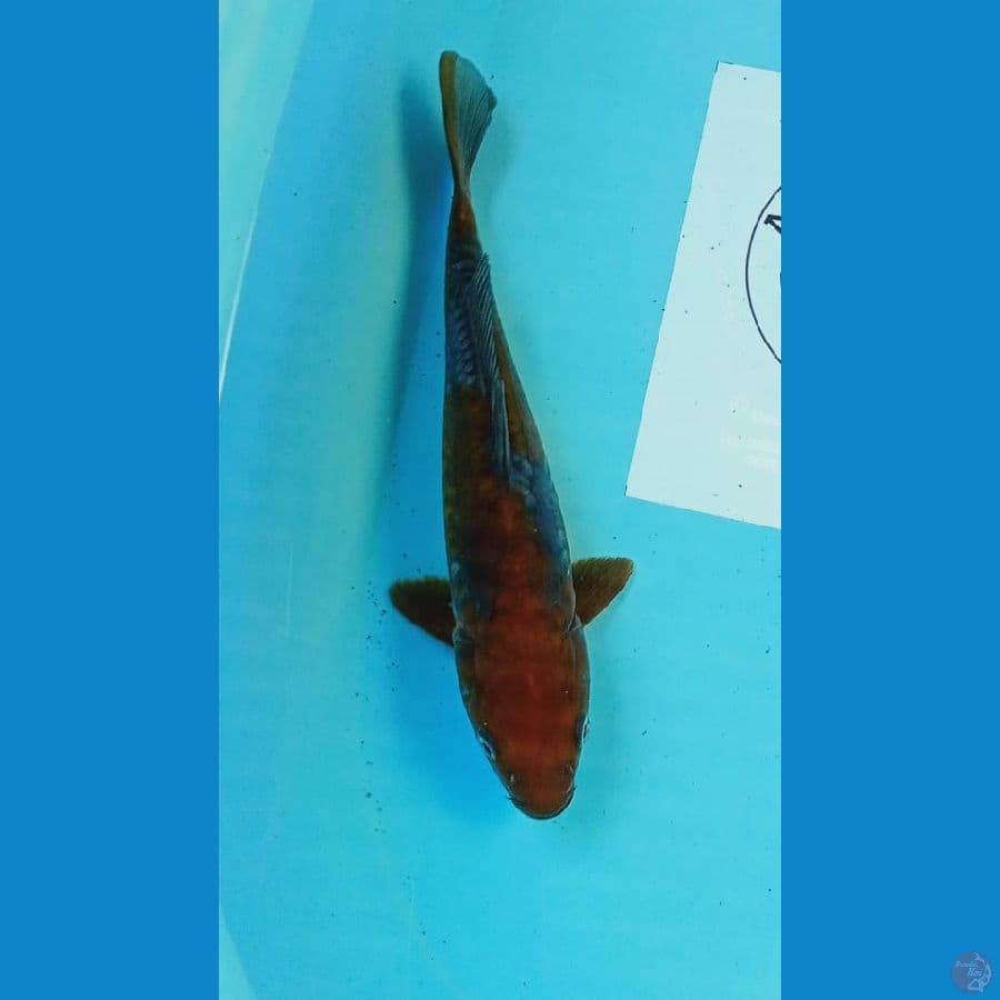 Ochiba aragoke 28 cm