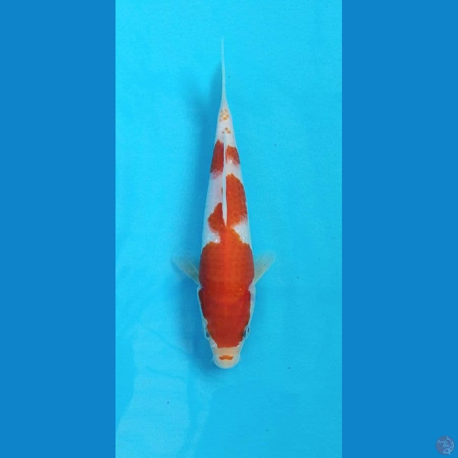 Inazoma kohaku