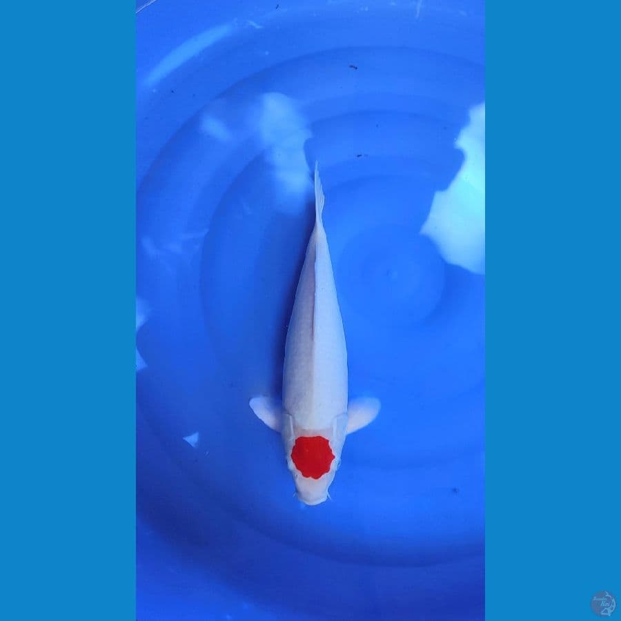 tncho kohaku 40cm