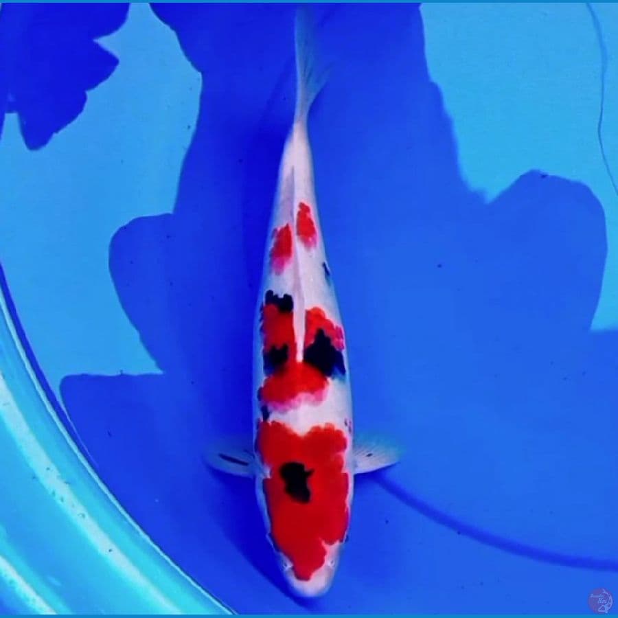 32cm SANKE SUPER RED STRONG 