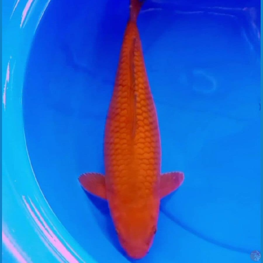 43cm BODY BULKY CHAGOI TEMBAGA