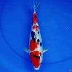 32cm TSUBOSUMI SANKE MERAH MERONA