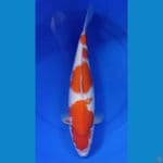 Kohaku jumbo