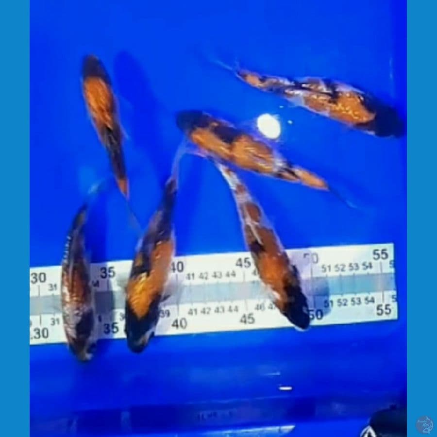 SHOWA GINRIN (11 - 16 CM)