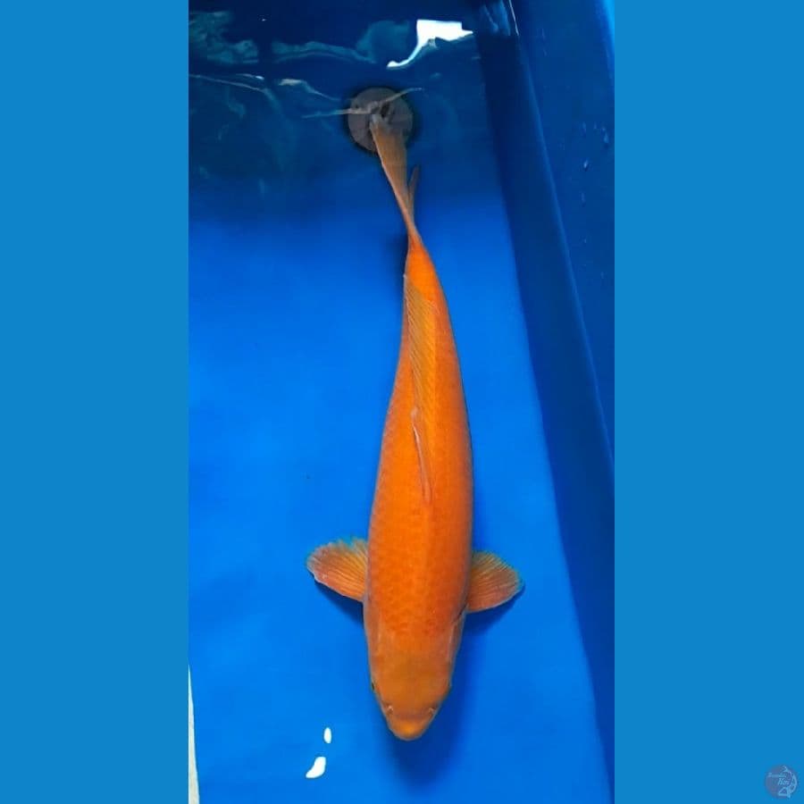 red karashi corn 57 cm