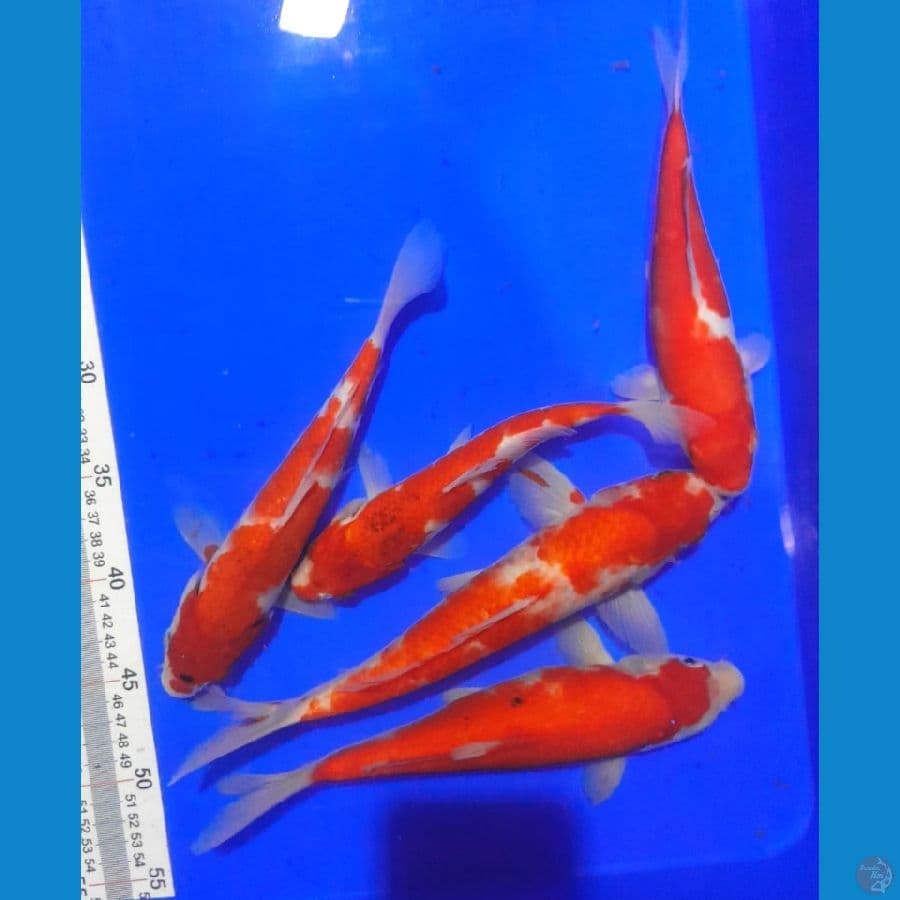 KOHAKU (21 - 27 CM)
