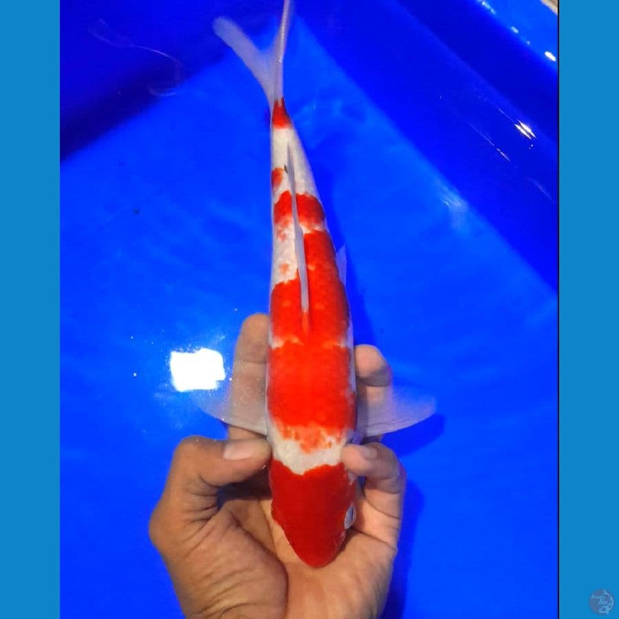 KOHAKU (25 CM)