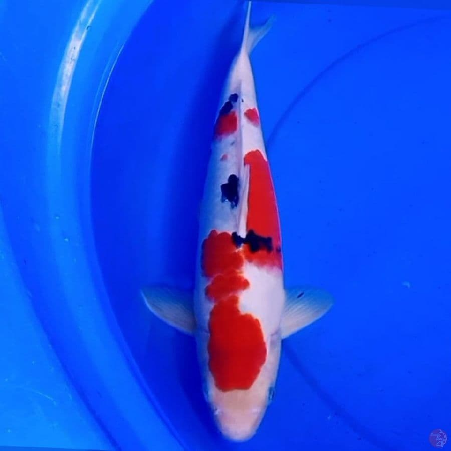38cm F1 SANKE STRONG