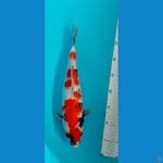 Showa 35cm / F