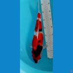 Showa 40cm / F