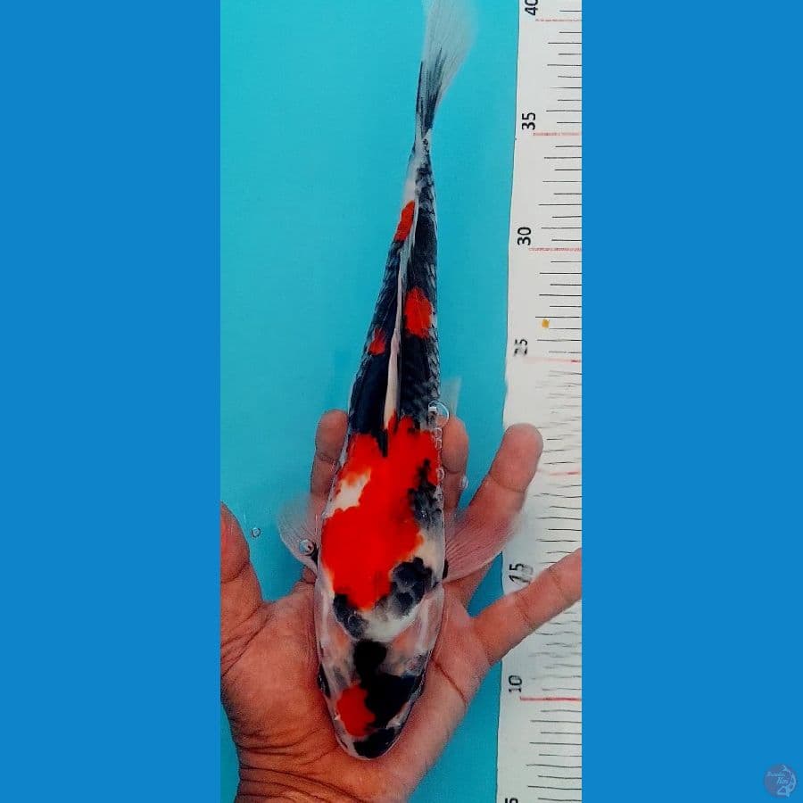 Showa 30cm