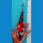 Showa  30cm