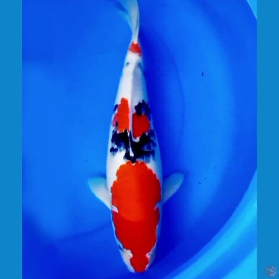 42cm F1 JUMBO TSUBOSUMI SANKE 