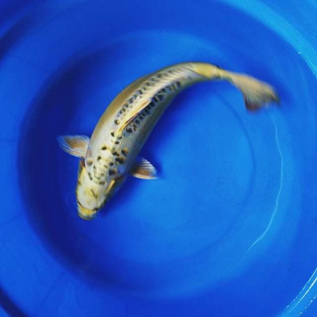 Good mukashi 33cm