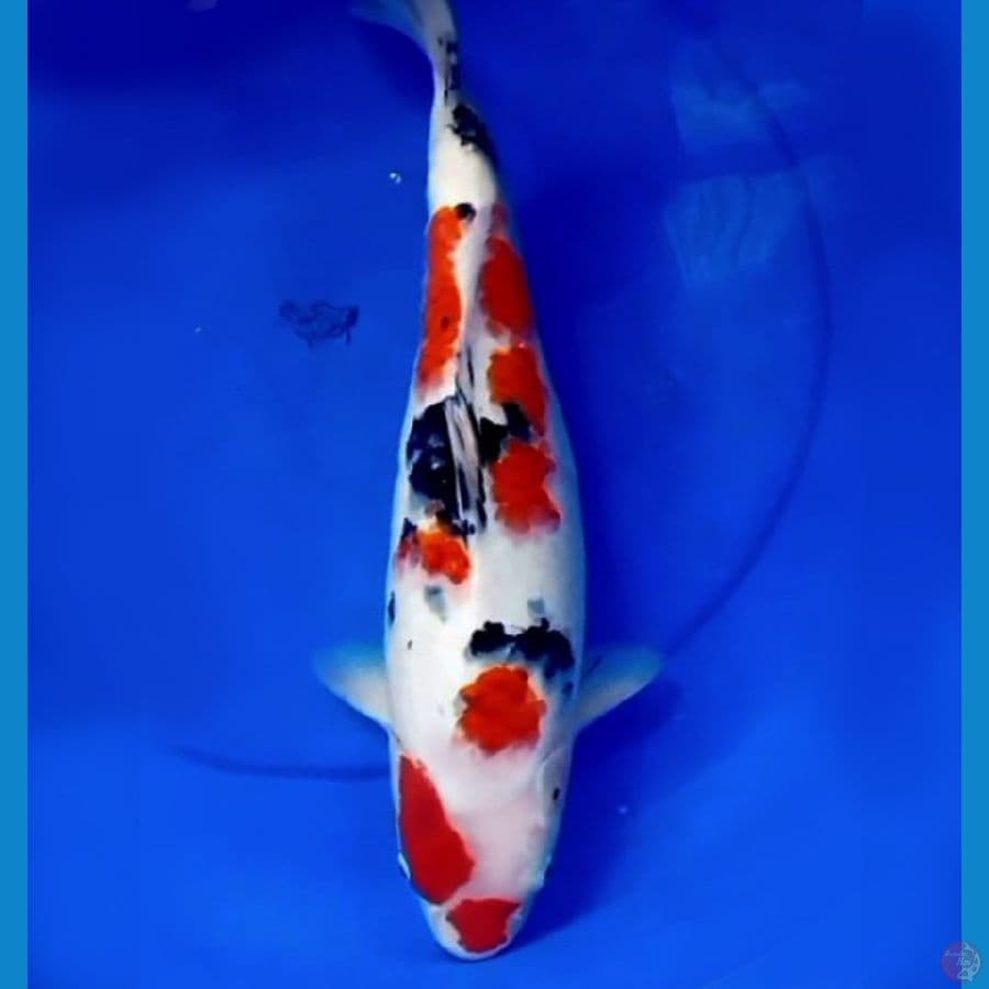 45cm F1 JUMBO SANKE ABSTRAK