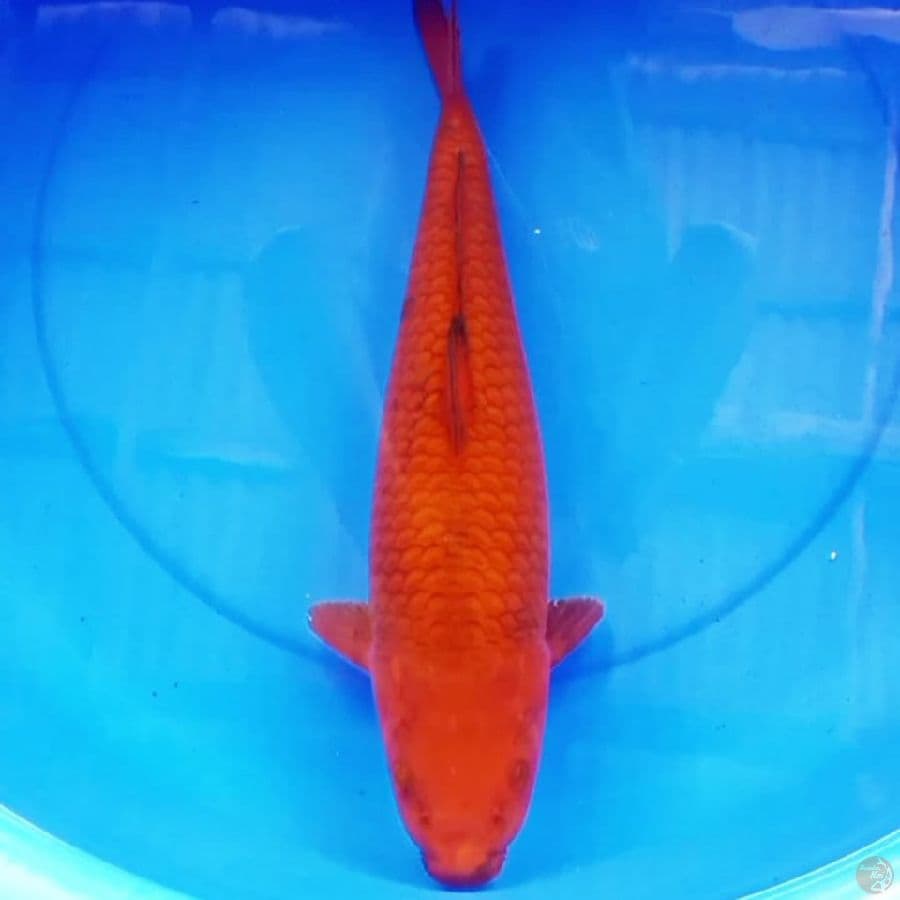 42cm CHAGOI TEMBAGA JUMBO