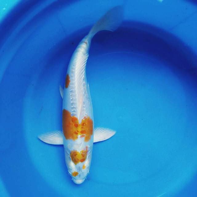 Hariwake doit 31cm male