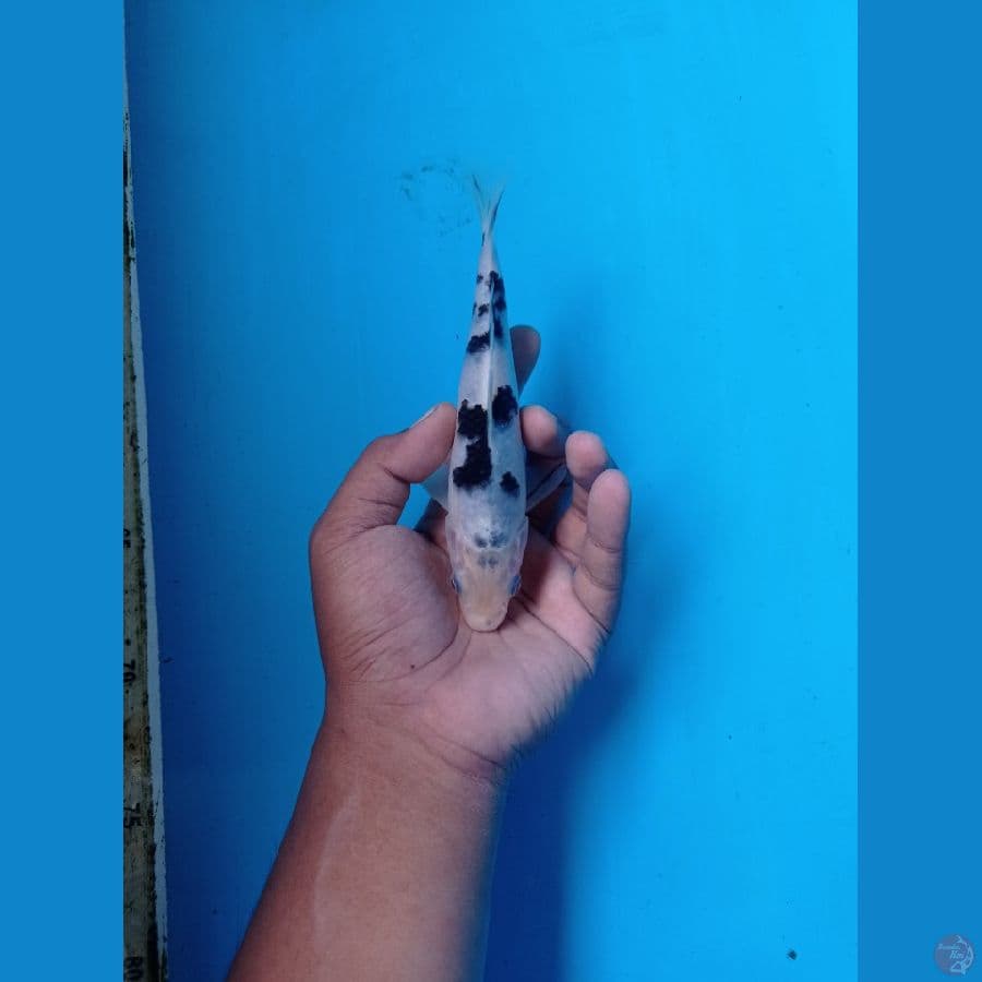 BEKKO READY SHOW 17CM