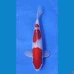 KOHAKU HQ CALON JOSSS ~33cm/Male~