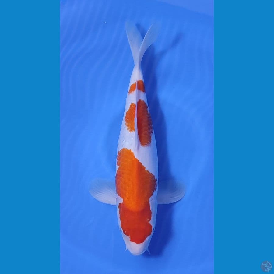 KOHAKU BAKAT JUMBOO ~38cm/Feemale~