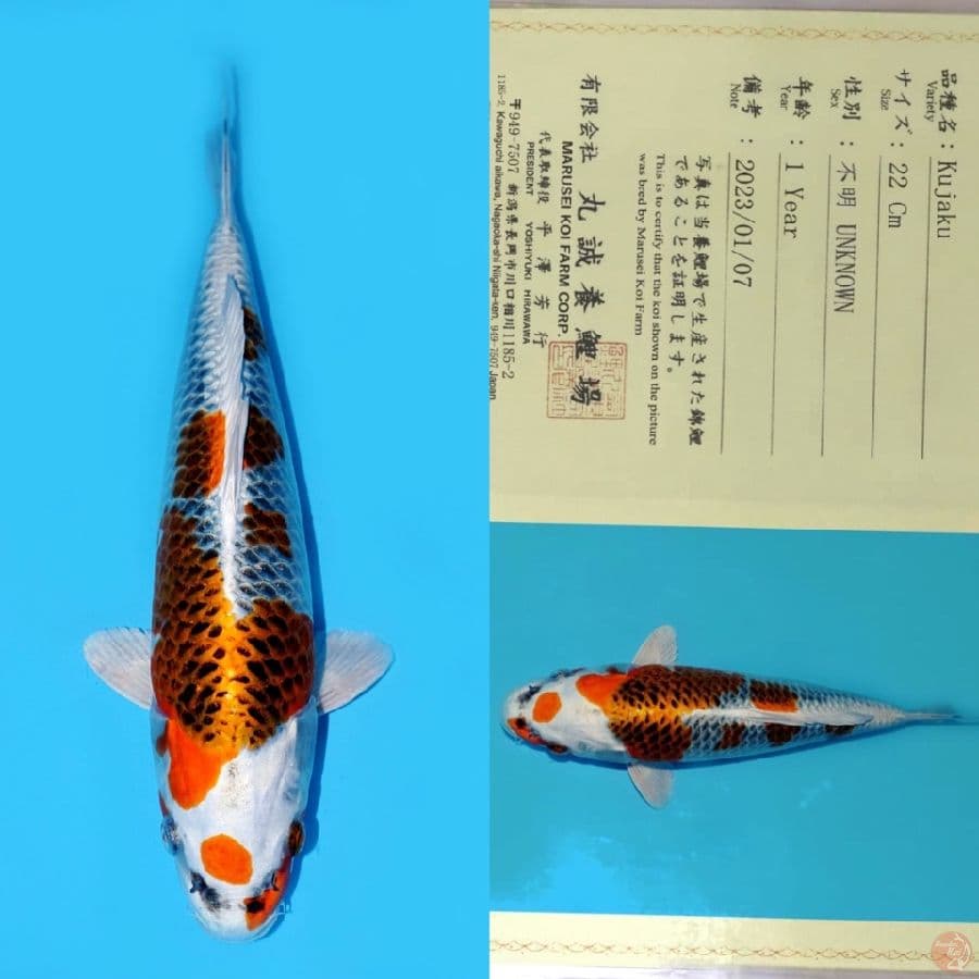 MARUSEI KUJAKU HQ 31CM