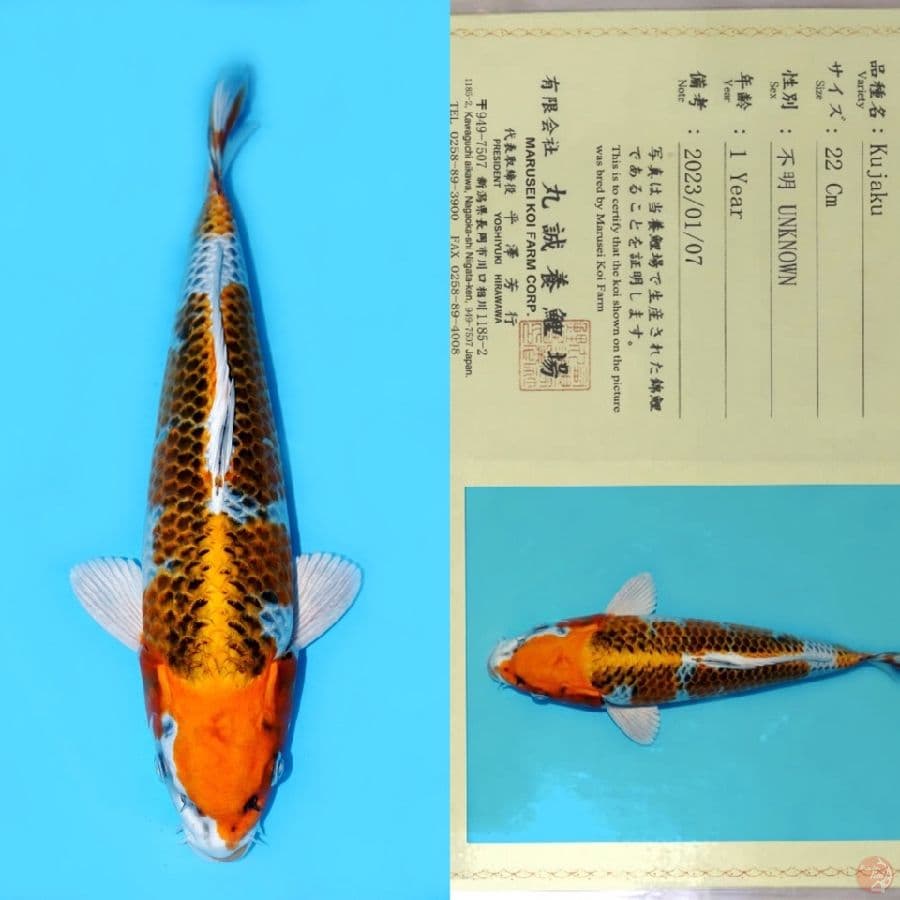 MARUSEI KUJAKU HQ 31CM