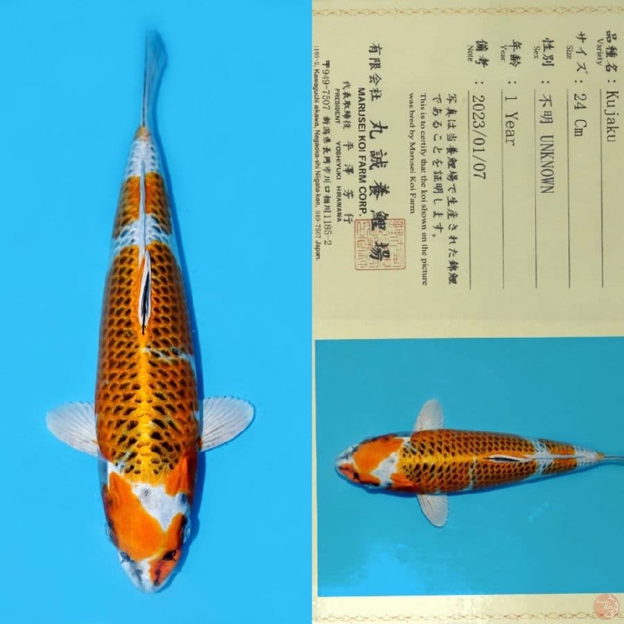 MARUSEI KUJAKU HQ 32CM