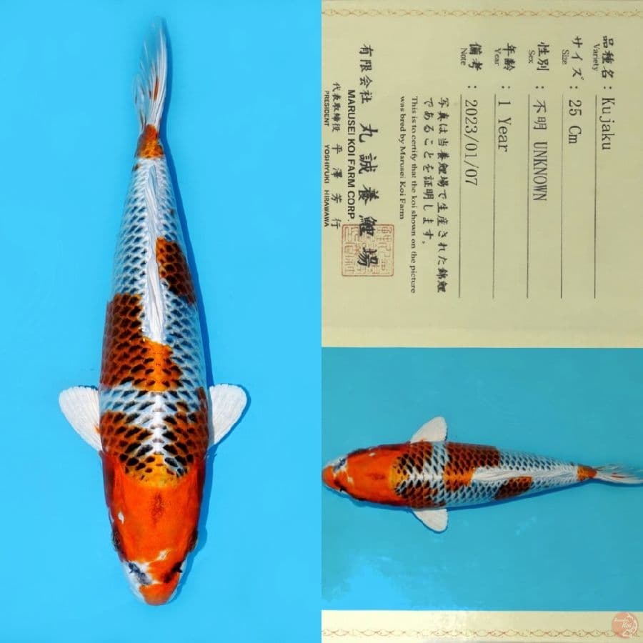 MARUSEI KUJAKU HQ 33CM