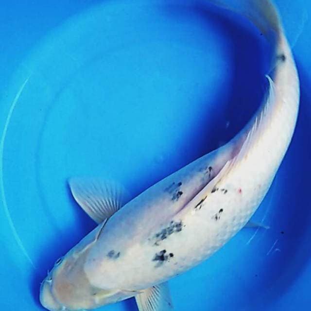 Shiro bekko 48cm