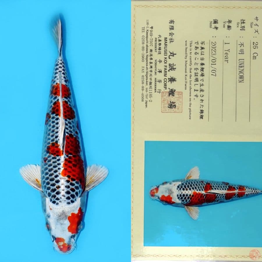 MARUSEI RED SAKURAK KUJAKU HQ 34CM