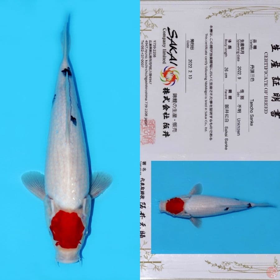 SAKAI TC SANKE HQ (tategoi) 34CM
