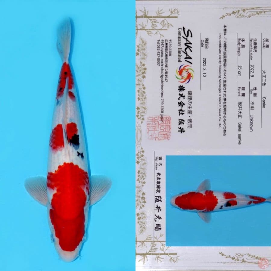 SAKAI SANDAN SANKE HQ 33CM