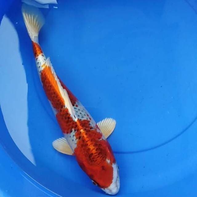 Original kujaku bagus