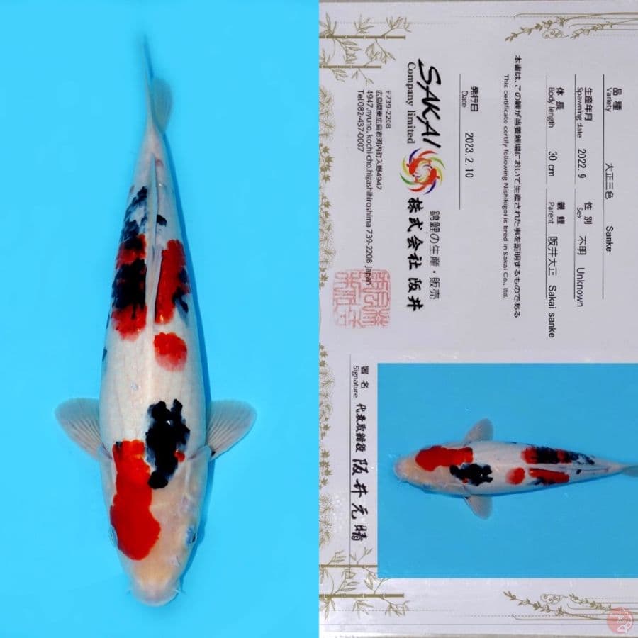 SAKAI SANKE HQ 39CM