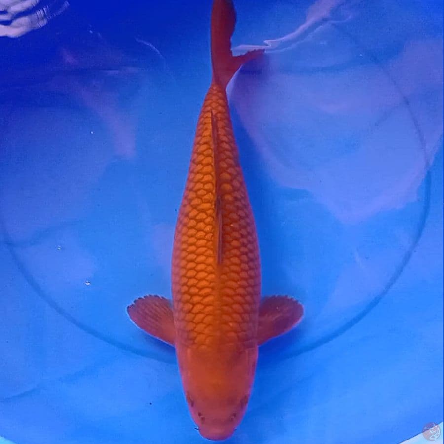 42cm CHAGOI TEMBAGA BULKY JUMBO