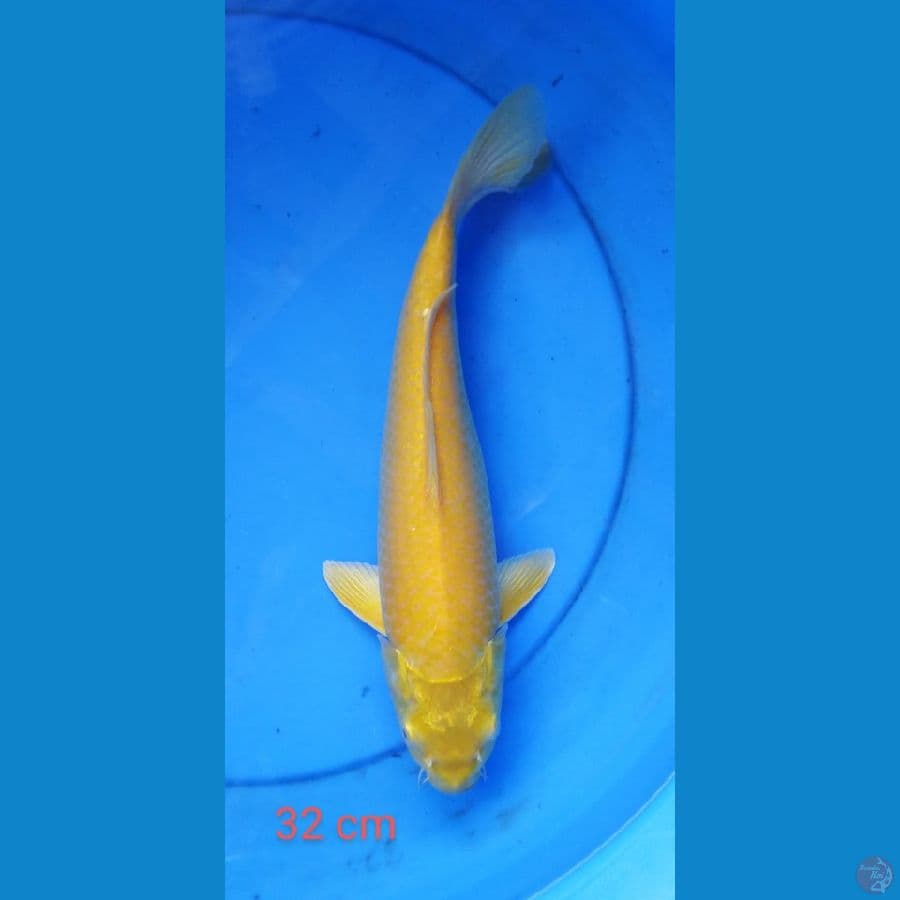 karashi punuk mt mrh 32 cm
