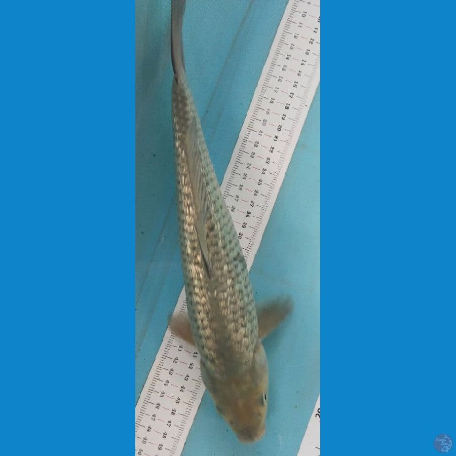 soragoi 35cm