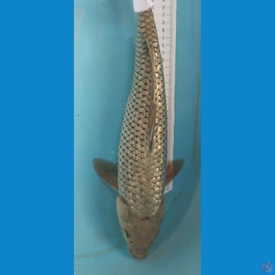 soragoi 40cm