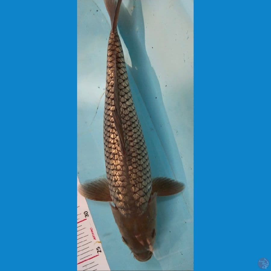 soragoi 38cm