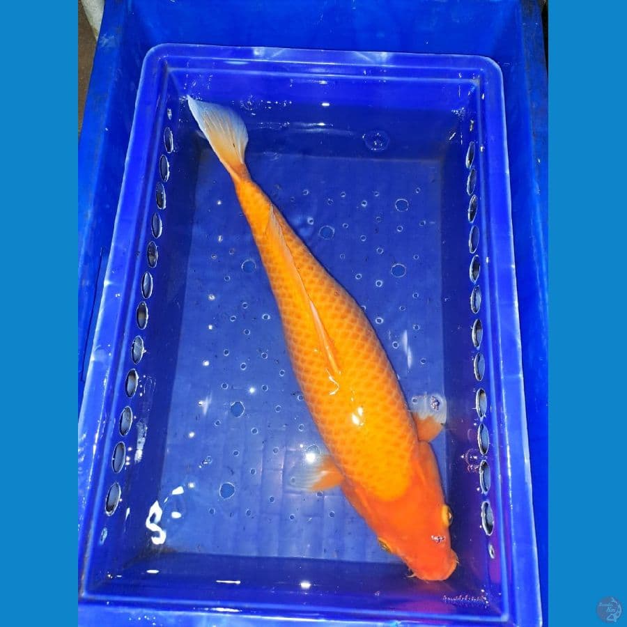 Karashi 44 cm Bulk 