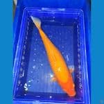 Karashi 44 cm Bulk 
