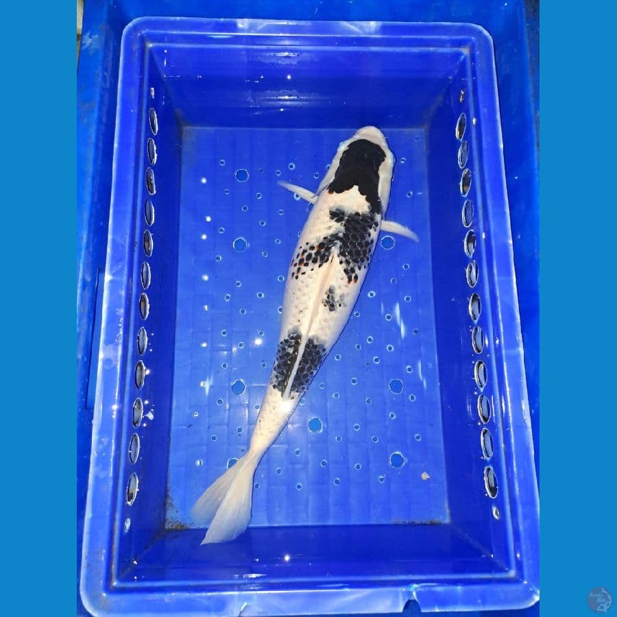 Shiro 38 Cm